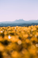 Mountain in the Distance with gold bokeh in the foreground at Astoria Oregon