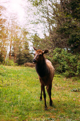 A Wild Elk at the Ecola State Park Forest in the Pacific Northwest Oregon
