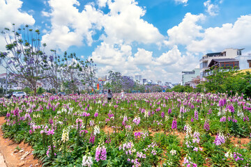The foxglove flowers blossoming in the garden of the city park attracts tourists to visit and take photos in the summer morning in Da Lat, Vietnam.