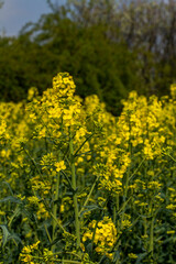 Flowering rapeseed , canola or colza (Brassica Napus). Plant for green energy and oil industry. Biodiesel. Blooming rapeseed.