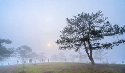 Tourists watching the dawn on a misty morning pine hill on the top of the highlands of Da Lat, Vietnam