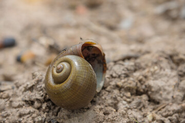 Cherry shells that are placed on the outdoor ground, close up.