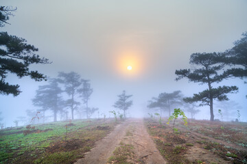 Fototapeta na wymiar Dawn on the plateau when the sun was shining down wake-covered pine forests of white fog hypothalamus welcome new day in peace.