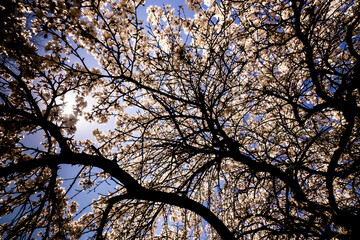 Under the Blossoms