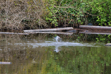 A belted kingfisher shooting out of the water.   West Vancouver BC Canada
