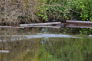 A belted kingfisher shooting out of the water.   West Vancouver BC Canada
