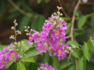 Bungor, Lagerstroemia floribunda Jack ex Blume violet flower tree in garden nature background