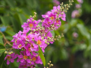 Bungor, Lagerstroemia floribunda Jack ex Blume violet flower tree in garden nature background