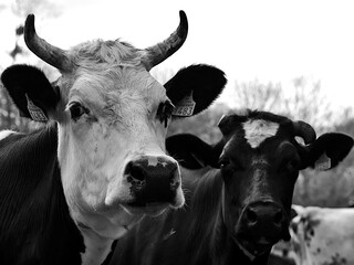 black and white cow