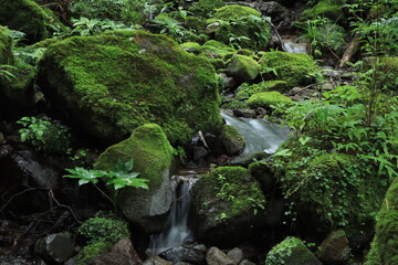 Steamed moss waterfall,japan,kanagawa