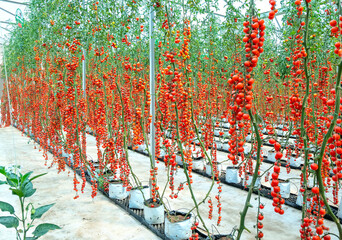 Cherry Tomatoes ripen in a greenhouse garden. This is a nutritious food, vitamins are good for human health