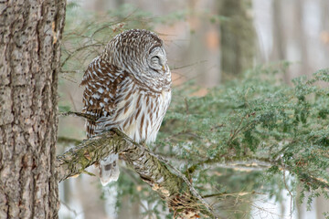 Sleeping Barred Owl Perched on a Branch in Winter