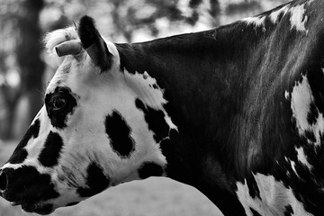 black and white cow