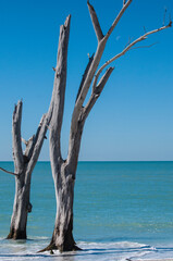 Bare trees on a beach in Florida