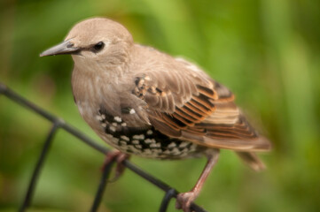 Angry bird on fence.