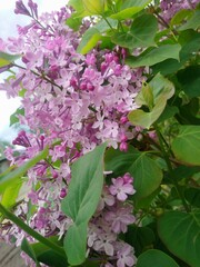 lilac