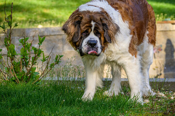 Happy Saint Bernard playing in the backyard on a sunny day
