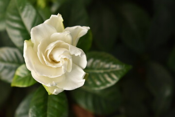 gardenia