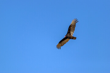 Fototapeta na wymiar Turkey vulture in flight - Sometimes called a Turkey Buzzard