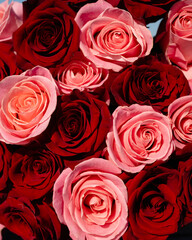 pink and red roses