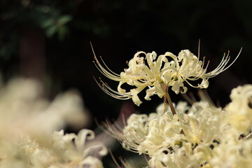 Cluster amaryllis(spider lily) blooming in the shrine,japan,kanagawa