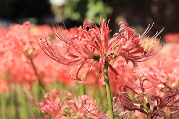 Cluster amaryllis(spider lily) blooming in the shrine,japan,kanagawa