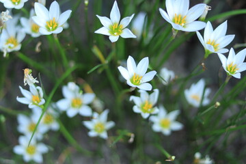 Flowers blooming in the shrine,japan,kanagawa