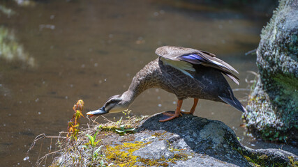 A duck spreading its wings on the rocks of a pond