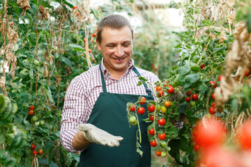 Fototapeta premium Portrait of man gardener working with harvest of tomatoes in hothouse