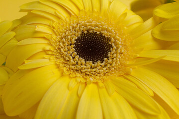 One yellow gerbera flower on yellow background