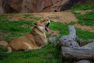 Naklejka premium 2021-04-29 A LIONESS LYING IN A GRASS FIELD YAWNING