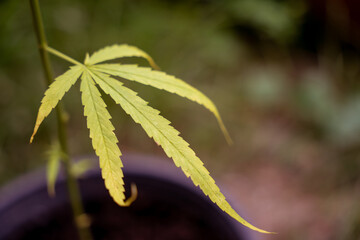 marijuana leaves cannabis plants a beautiful background