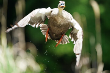 eurasian spot billed duck in flight