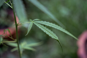 marijuana leaves cannabis plants a beautiful background