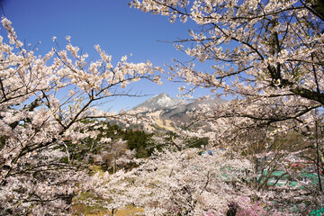 磐梯山と満開の桜
