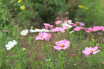 Flowers such as cosmos taken in autumn,kanagawa,japan