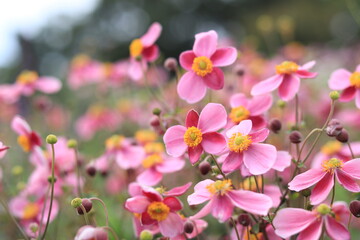 Fototapeta na wymiar Flowers such as cosmos taken in autumn,kanagawa,japan