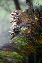 Mushroom on the Tree