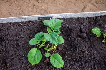 Eggplant seedlings in greenhouse in spring, gardening and farming