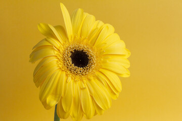 One yellow gerbera flower on yellow background