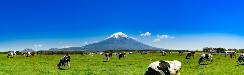 静岡県富士宮市の朝霧高原牧場の牛の群れと雄大な富士山 - obrazy, fototapety, plakaty