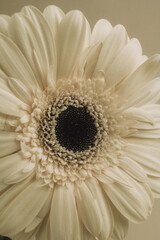 Fototapeta na wymiar Beige gerbera flower on beige background