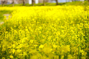 猪苗代湖畔の菜の花と満開の桜
