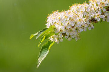 White cherry flowers. The branches of a blossoming Cherry tree with white flowers.