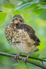 A fieldfare chick, Turdus pilaris, has left the nest and is sitting on a branch. A chick of fieldfare sitting and waiting for a parent on a branch.