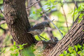Thrush fieldfare, Turdus pilaris, in a nest with chicks