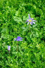Blue Anemone Blanda flowers blooming in a bed of fresh green foliage
