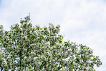 White blossoming apple trees. White apple tree flowers