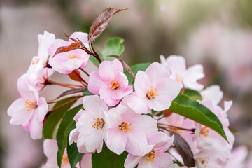 Fototapeta premium Fresh pink flowers of a blossoming apple tree with blured background