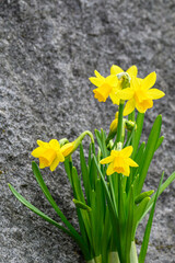 Bright yellow blooms of spring daffodils against a rock background, spring in the garden
